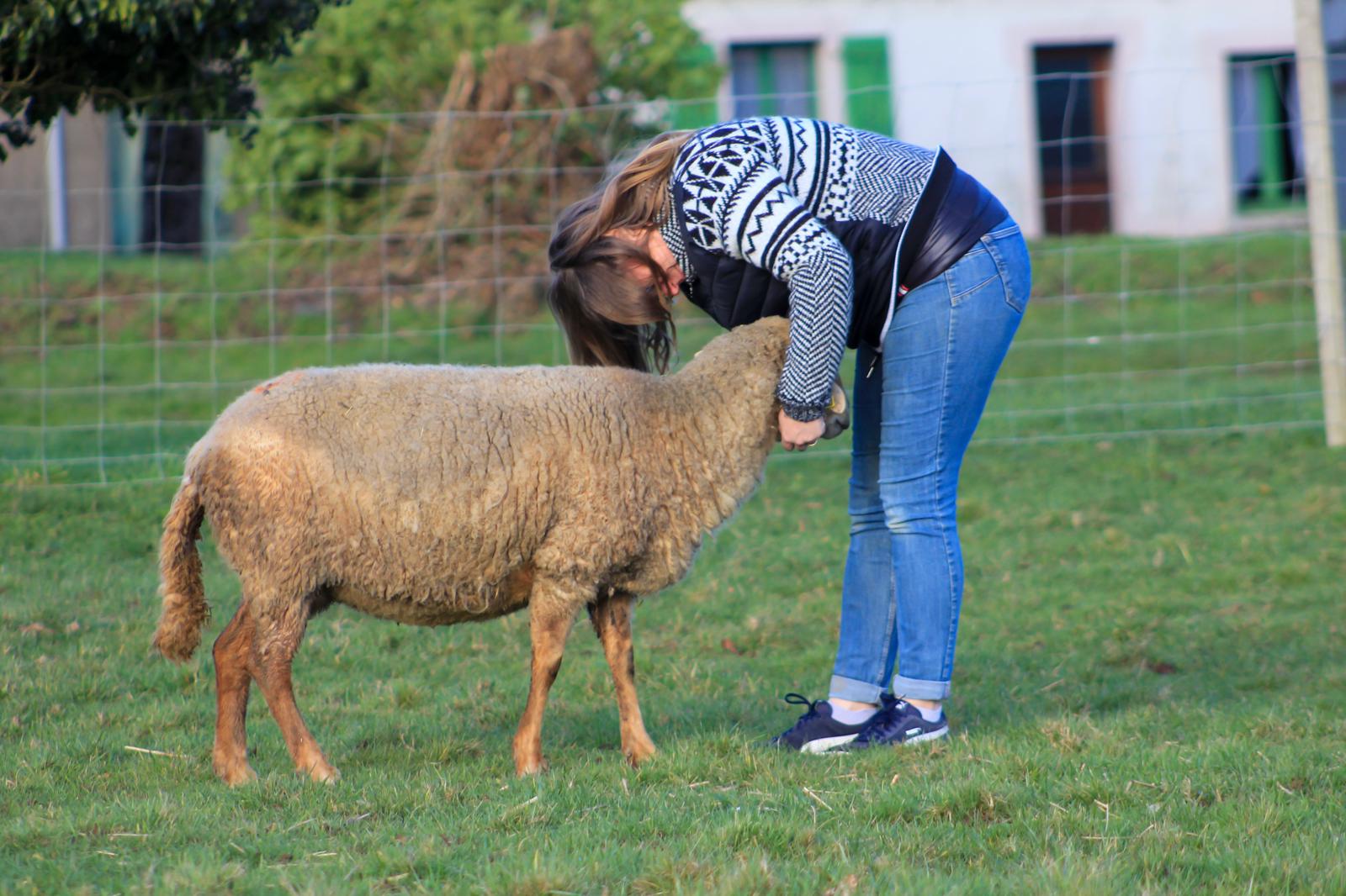 Moutons à L'Herberie