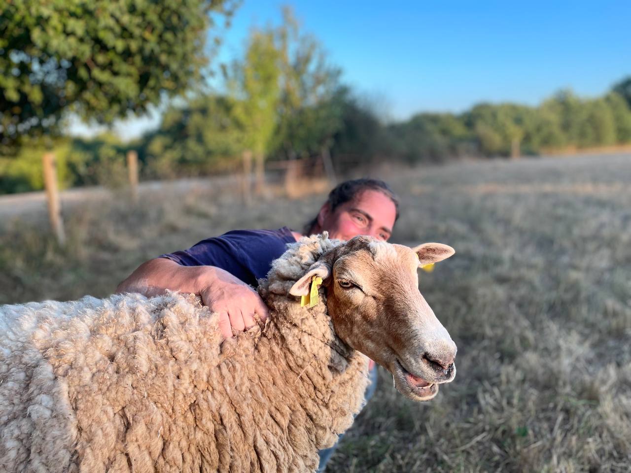 Bernadette et les moutons